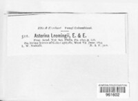 Asterina leemingii image